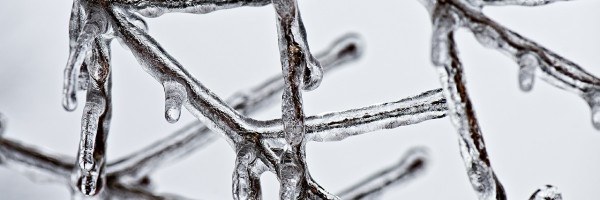 ice branches