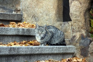 cat on steps
