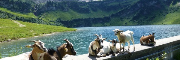 goats mountain